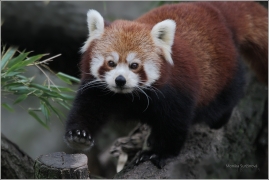 <p>PANDA ČERVENÁ (Ailurus fulgens) ZOO Dresden (Německo)</p>